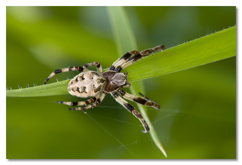 Larinioides, Phlegra, Micrommata, ....